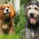 From left: Lady and Tramp in the live-action remake of Lady and the Tramp. All photos: K.C. Bailey/Disney (via People)